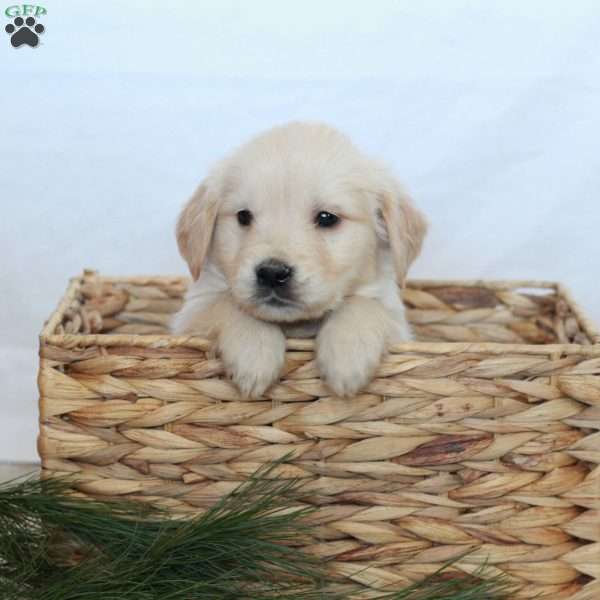 Bella, Golden Retriever Puppy